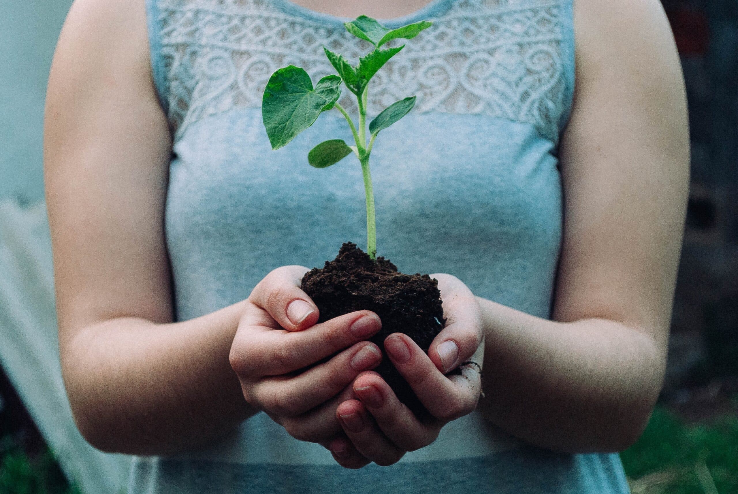 Person holding soil with green plant sprout.